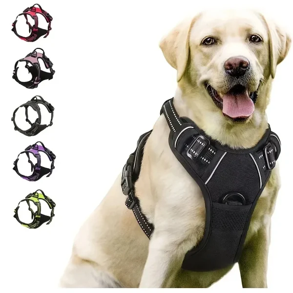 Dog Collar and leash